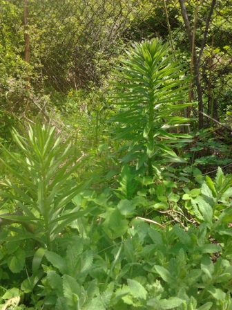 Lilium ledebourii
